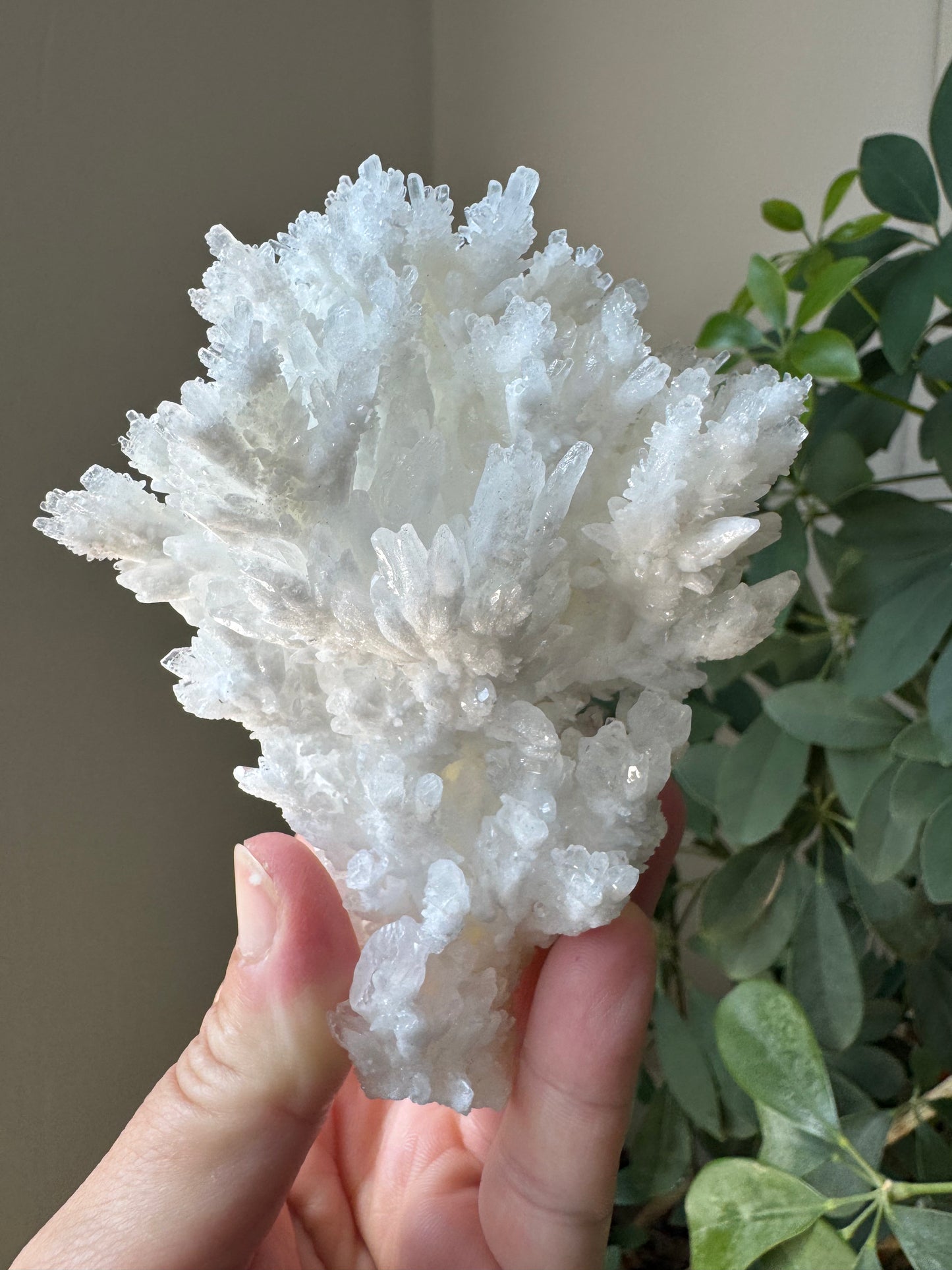 ARAGONITE - FREE (CA)