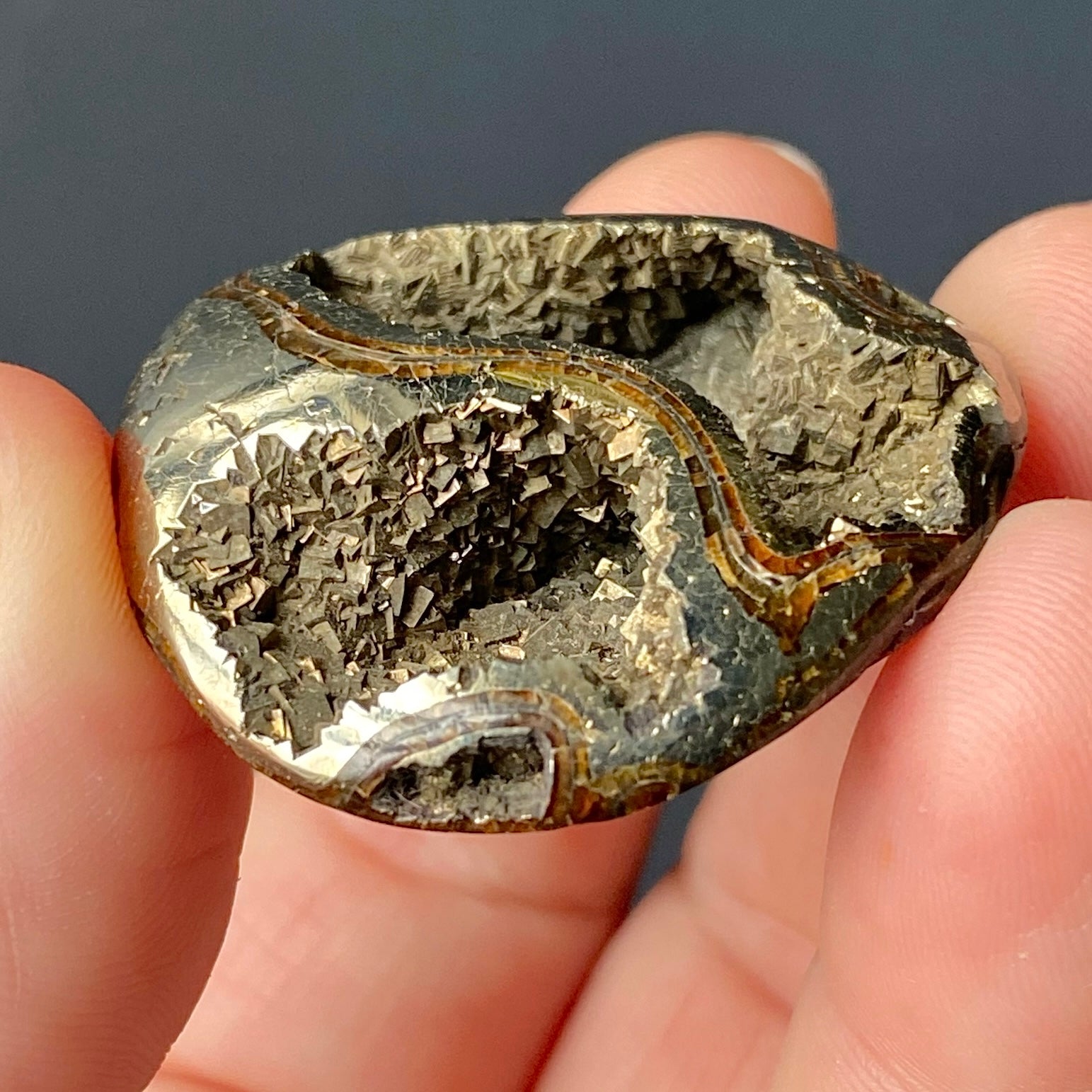 AMMONITE FOSSIL (PYRITIZED)