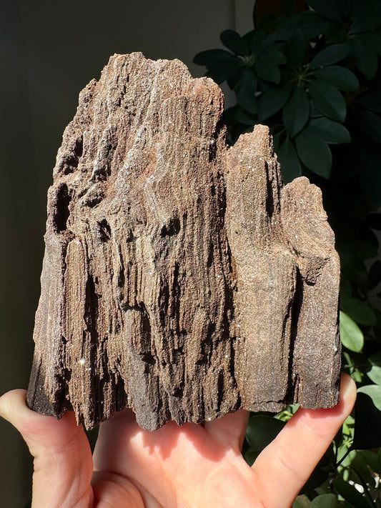 JURASSIC PERIOD CRYSTAL COATED WOOD