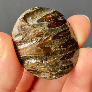 AMMONITE FOSSIL (PYRITIZED)