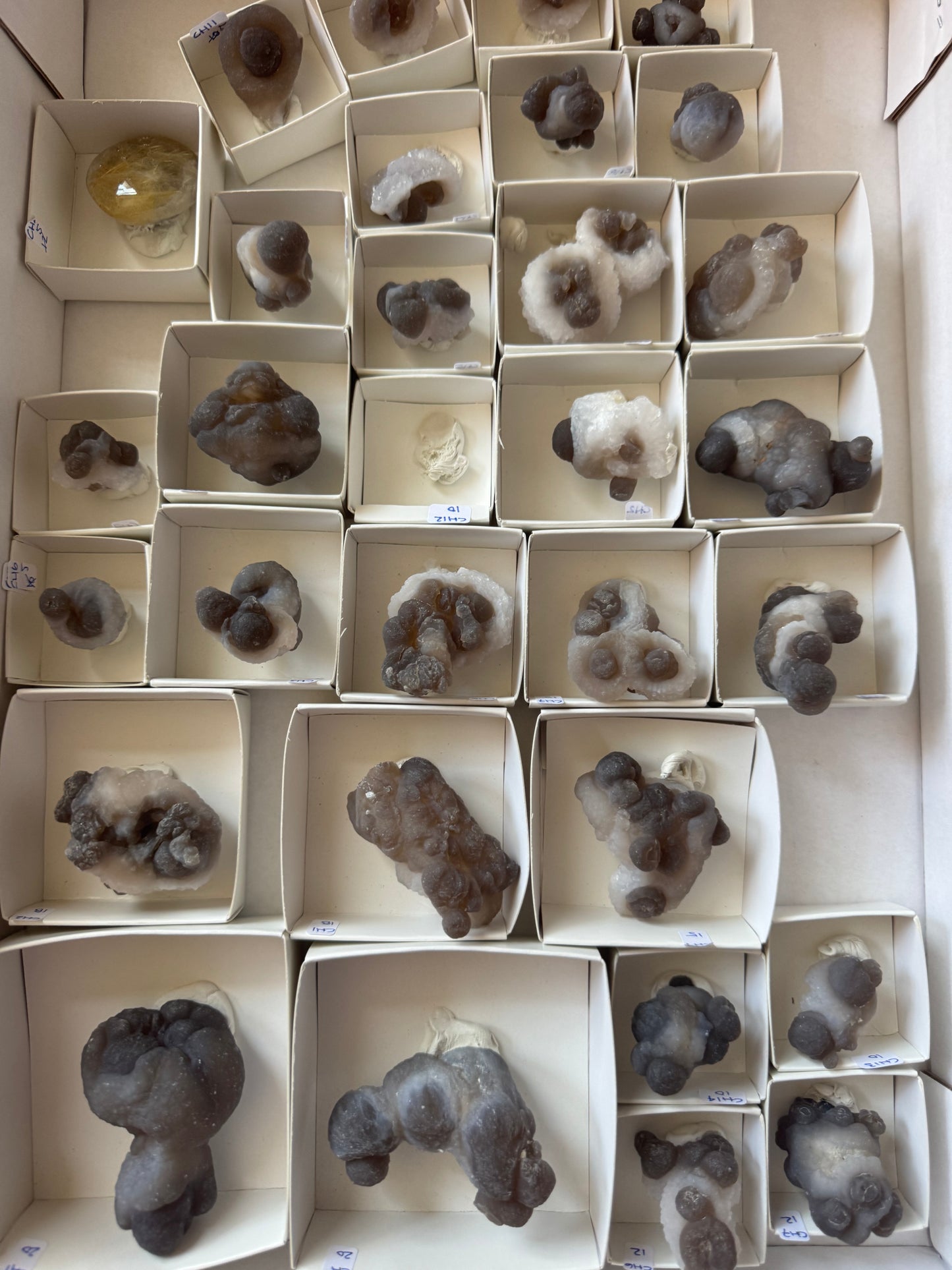 FREE FLAT TWO - CHALCEDONY POOPS