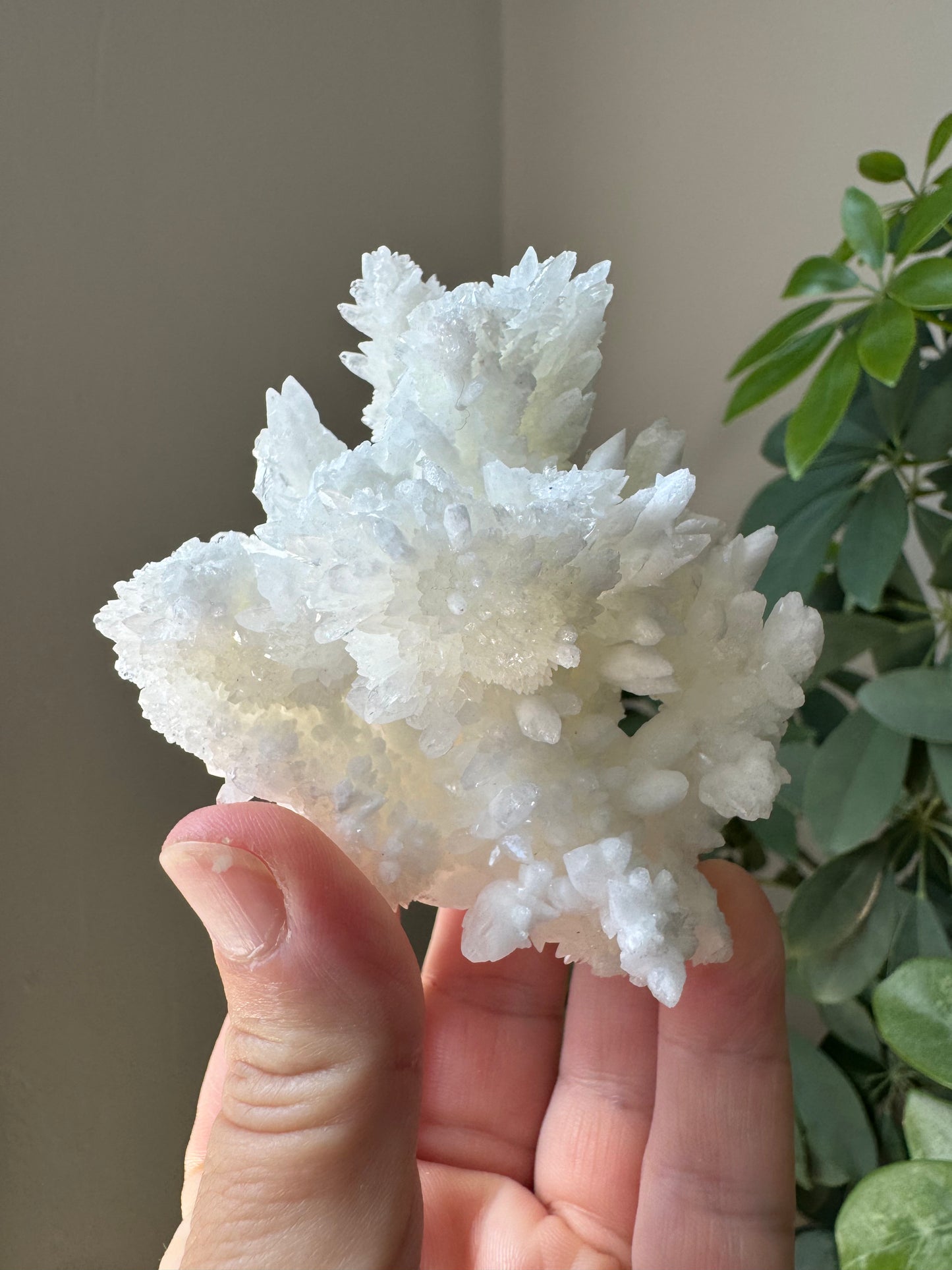 ARAGONITE (CA12)