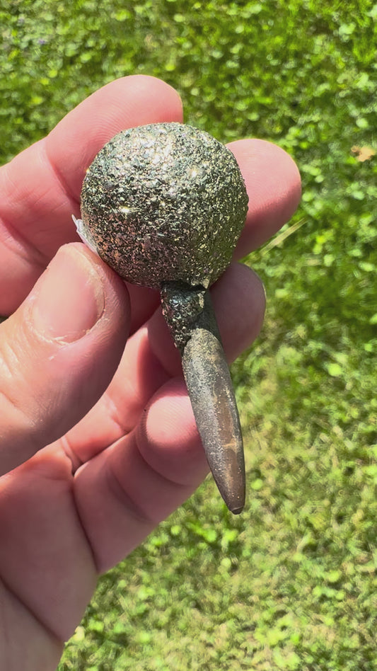 BELEMNITE WITH PYRITE (P46)
